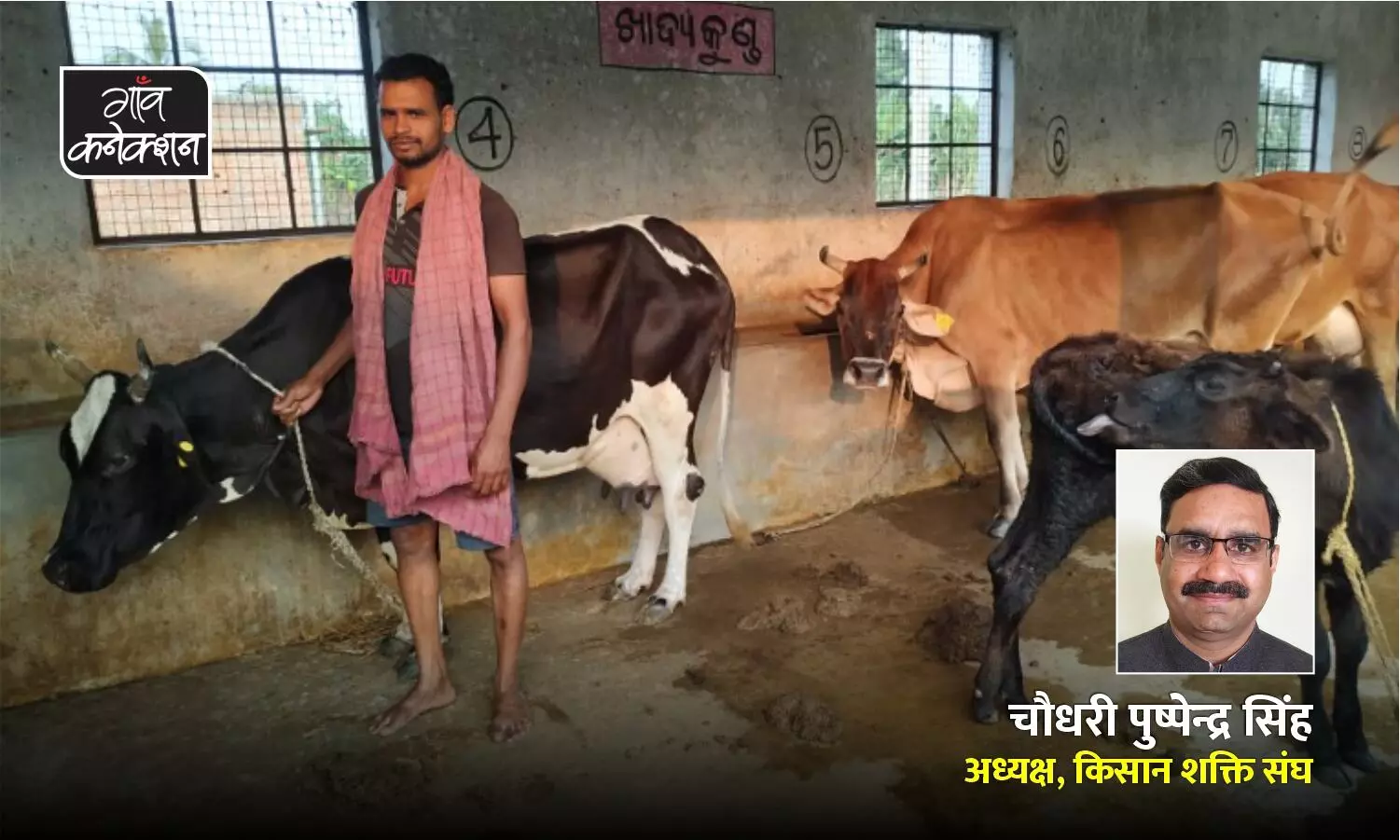 दूध पाउडर आयात करने का निर्णय किसानों के लिए घातक