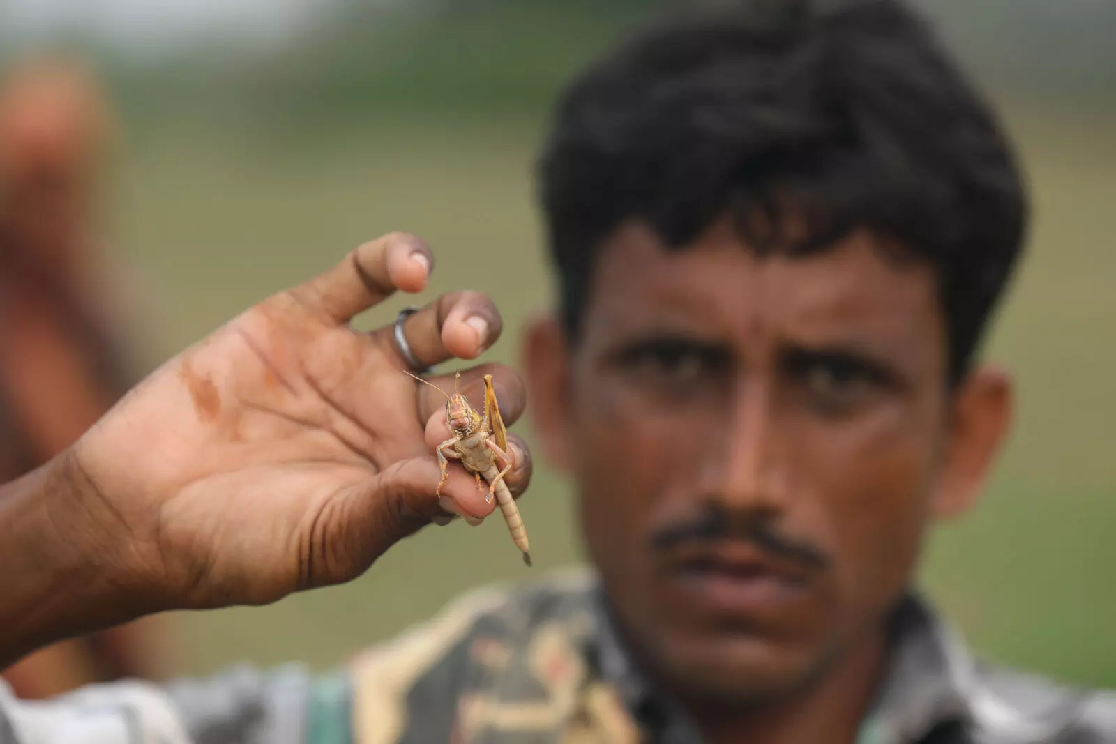 Locust Swarm Attack: तस्वीरों में देखिए कैसे कुछ ही देर में फसलों को बर्बाद कर देते हैं टिड्डी दल