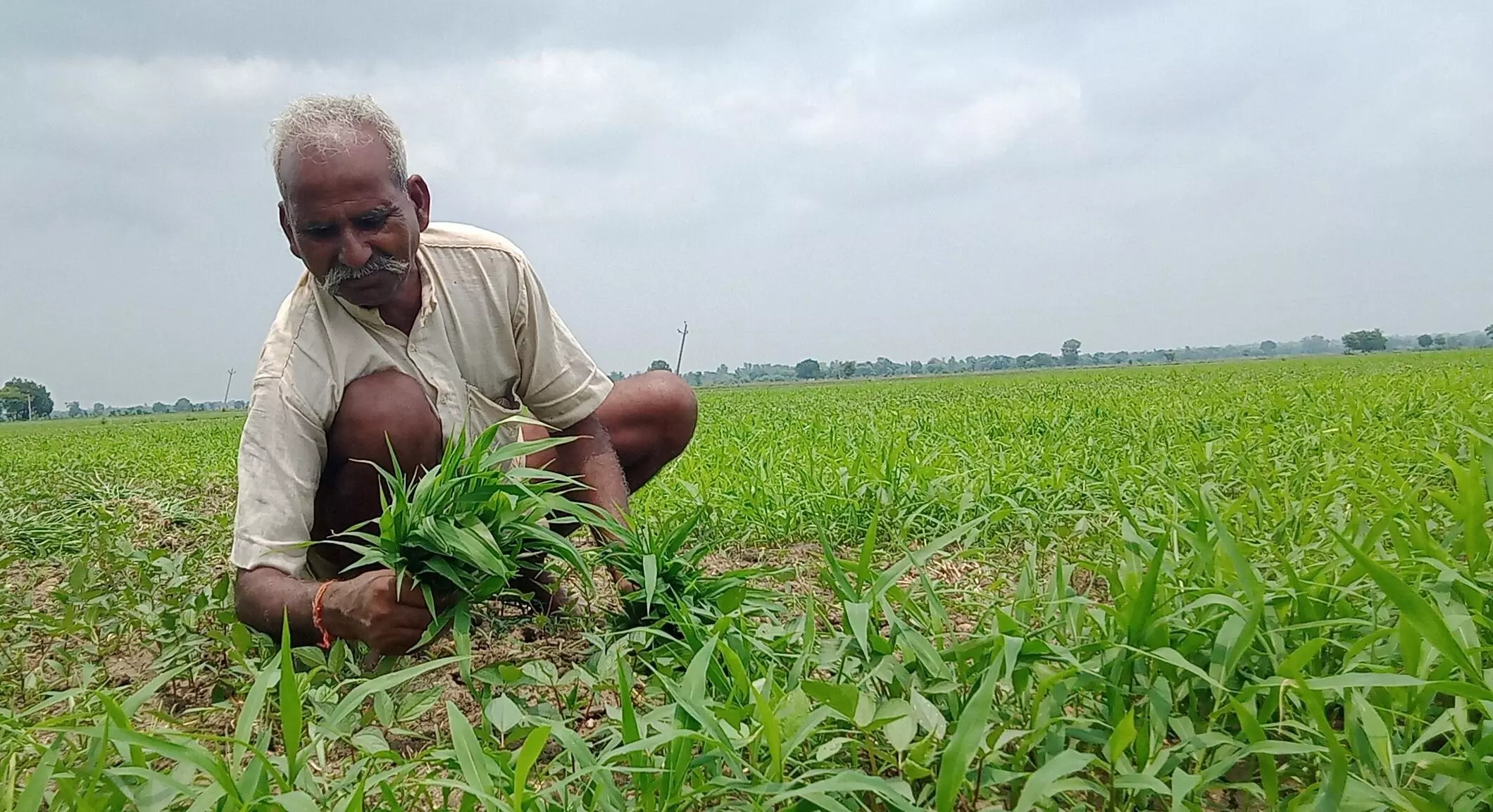 पहले बेवक्त बारिश, अब सुखाड़ जैसे हालात से परेशान बुंदेलखंड के किसान