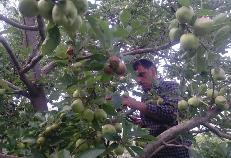हिमाचल प्रदेश: सेब के बागों में तेजी से पांव पसार रही फंगल बीमारी