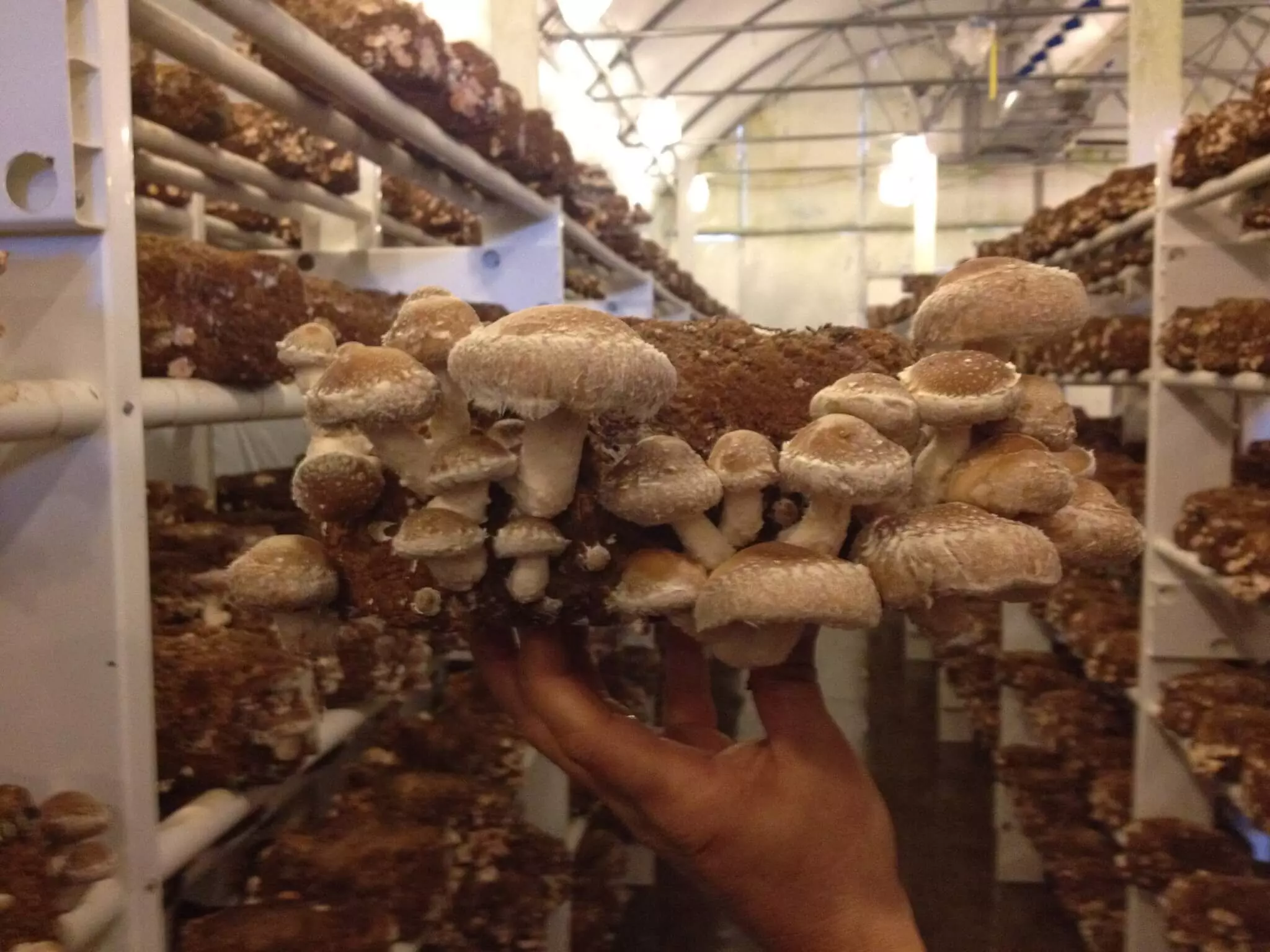 मशरूम की खेती | Mushroom ki kheti