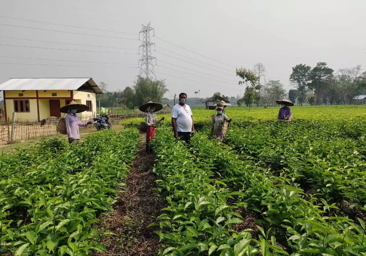 ﻿कोविड-19 लॉकडाउन और जलवायु परिवर्तन से असम के चाय बागानों के वजूद पर संकट