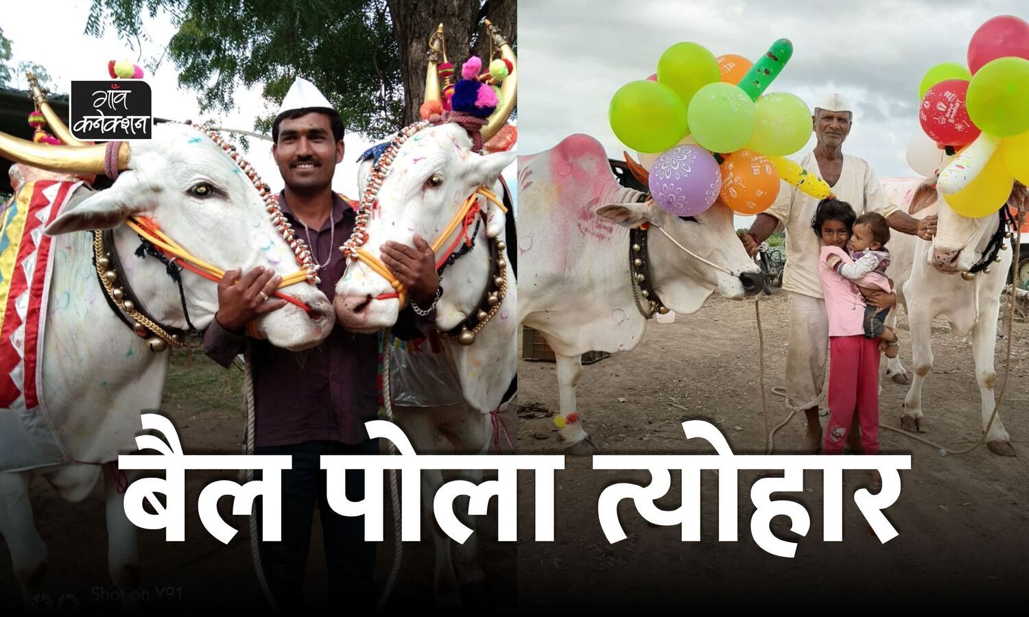 Traditional BAIL POLA festival celebration in Maharashtra