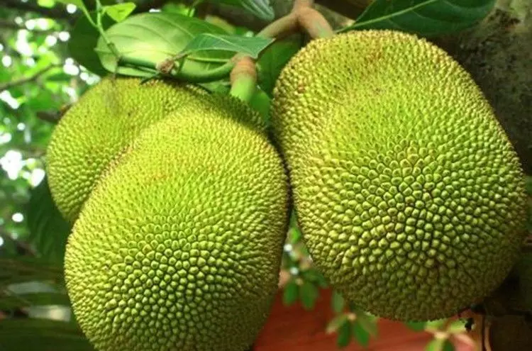 बड़े काम का कटहल: सब्जी, फल के साथ आटा, जैम, जेली और पापड़ बनाने में भी हो  सकता है प्रयोग | Jackfruit a desi Versatile superfood Vegetable cum healthy  Fruit in India