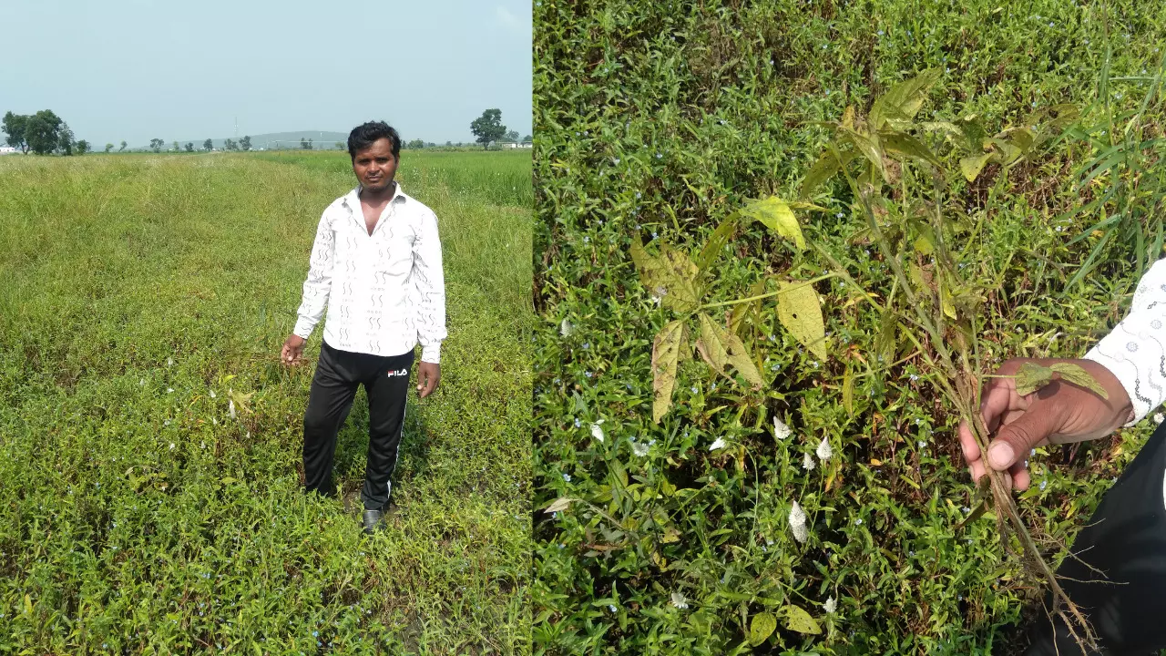 मध्य प्रदेश: पीला मोजेक रोग ने बढ़ायी किसानों की मुश्किलें, बर्बाद हो गई सोयाबीन की फसल