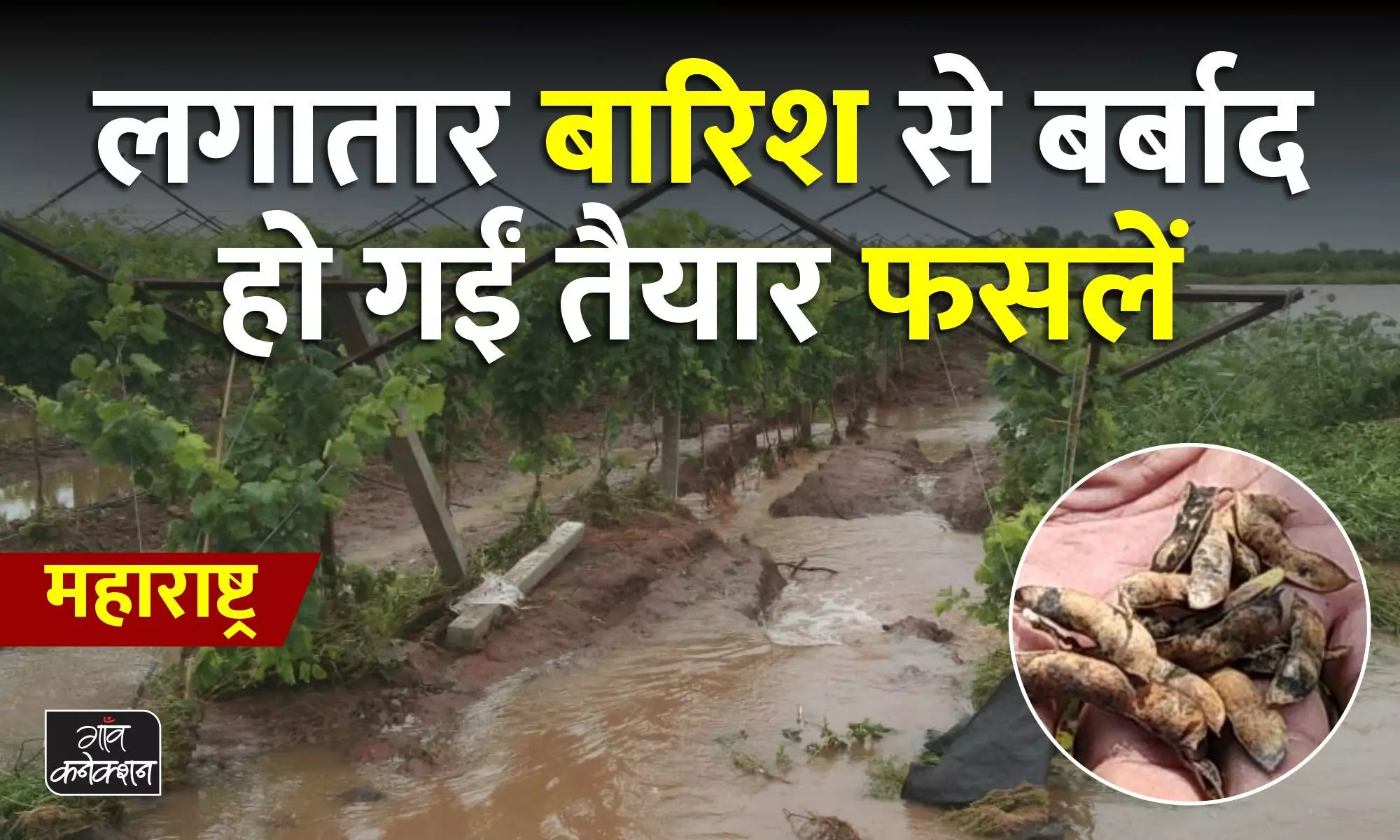 महाराष्ट्र: किसानों के लिए मुसीबत बनी बारिश, लगातार बारिश से खेत में बर्बाद हो रहीं फसलें