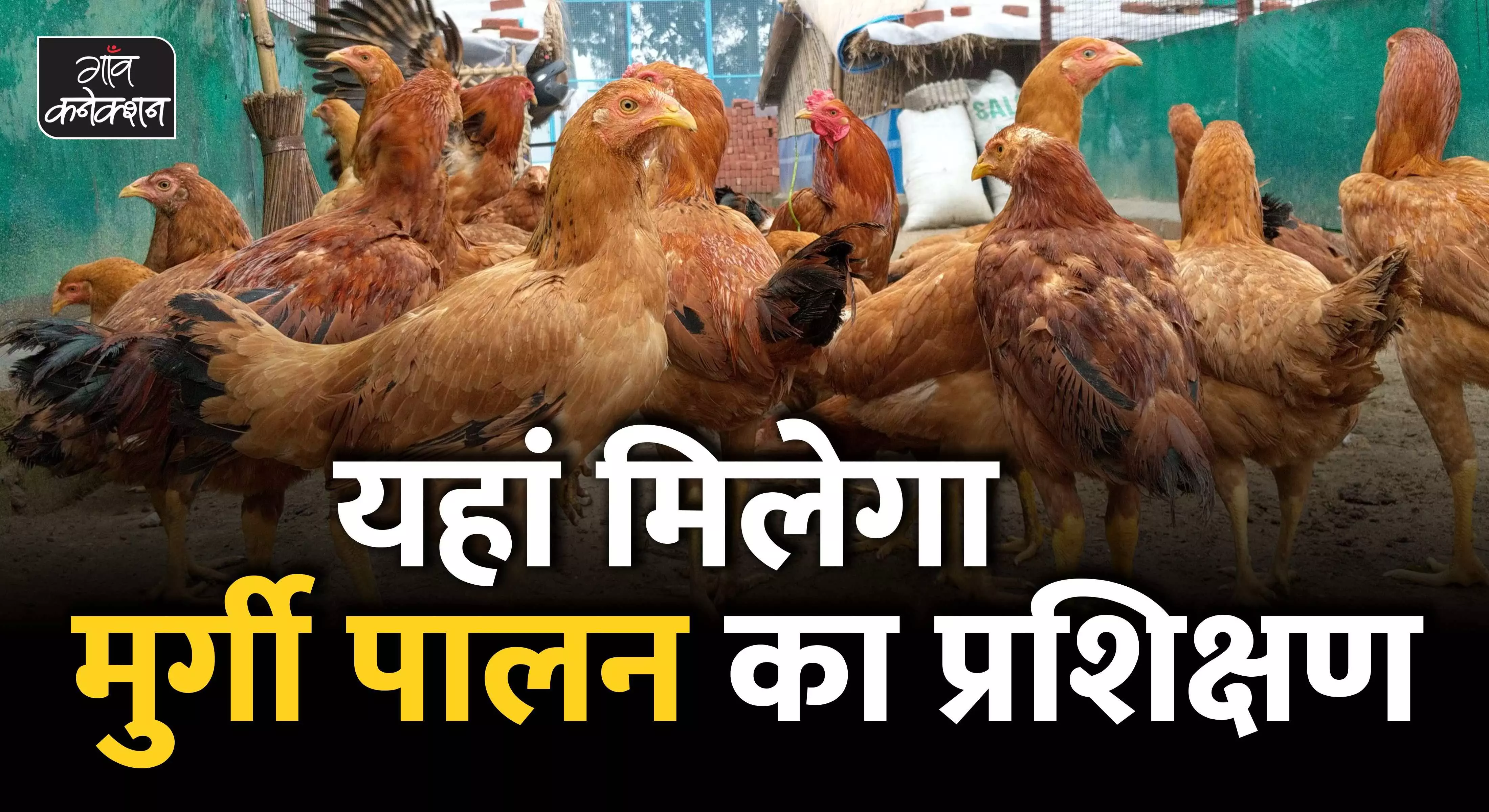 पोल्ट्री व्यवसाय शुरू करने वालों के लिए बढ़िया मौका, ऑनलाइन ट्रेनिंग लेकर शुरू कर सकते हैं मुर्गी पालन