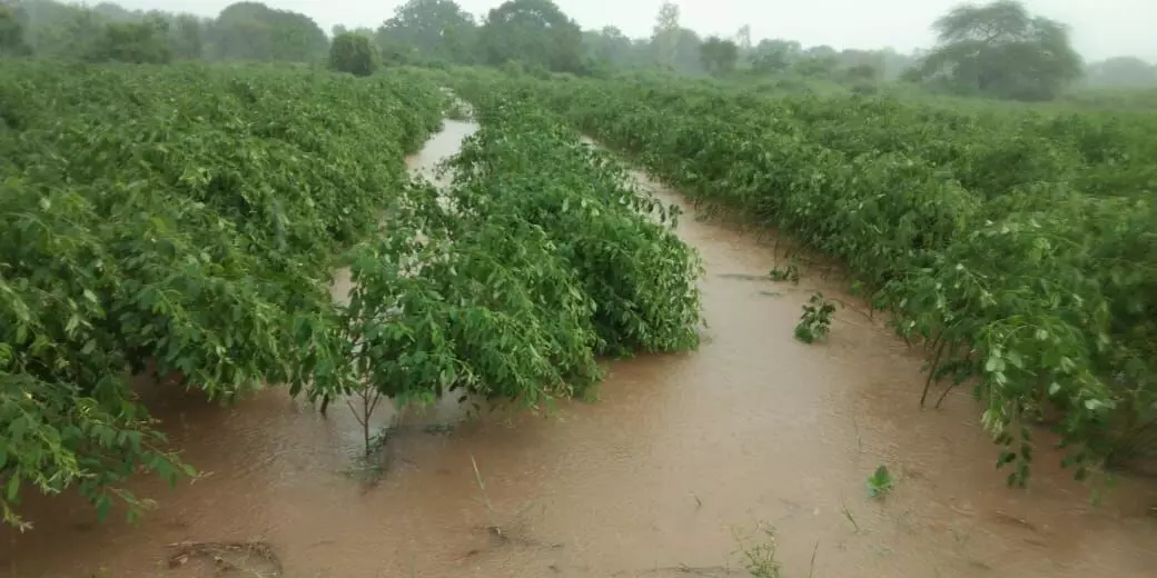 महाराष्ट्र: किसानों के लिए मुसीबत बनी बारिश, तेज बारिश में बह गई सोयाबीन की फसल