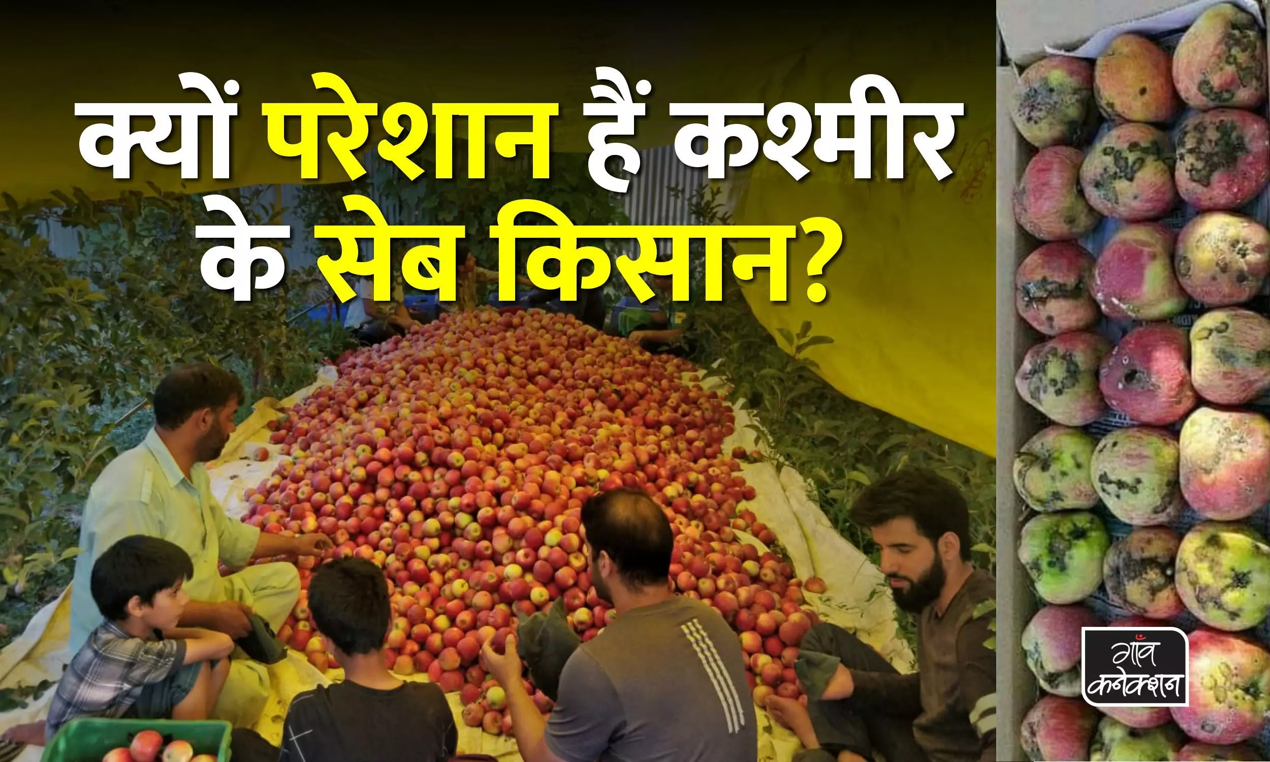 जम्मू-कश्मीर: मौसम की मार, लॉकडाउन के बाद स्कैब ने बढ़ायी सेब किसानों की परेशानी