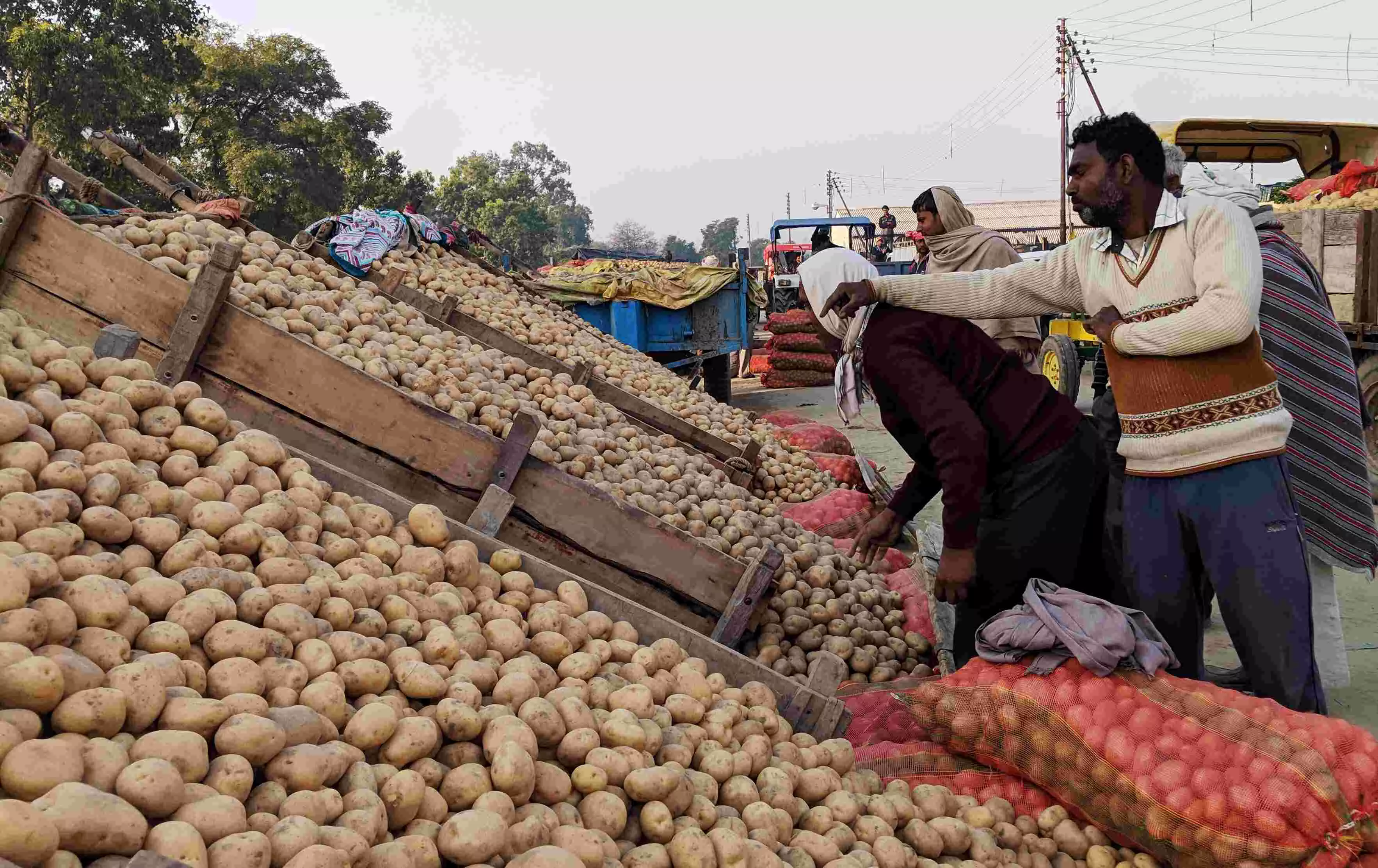 potato price, why potato price high