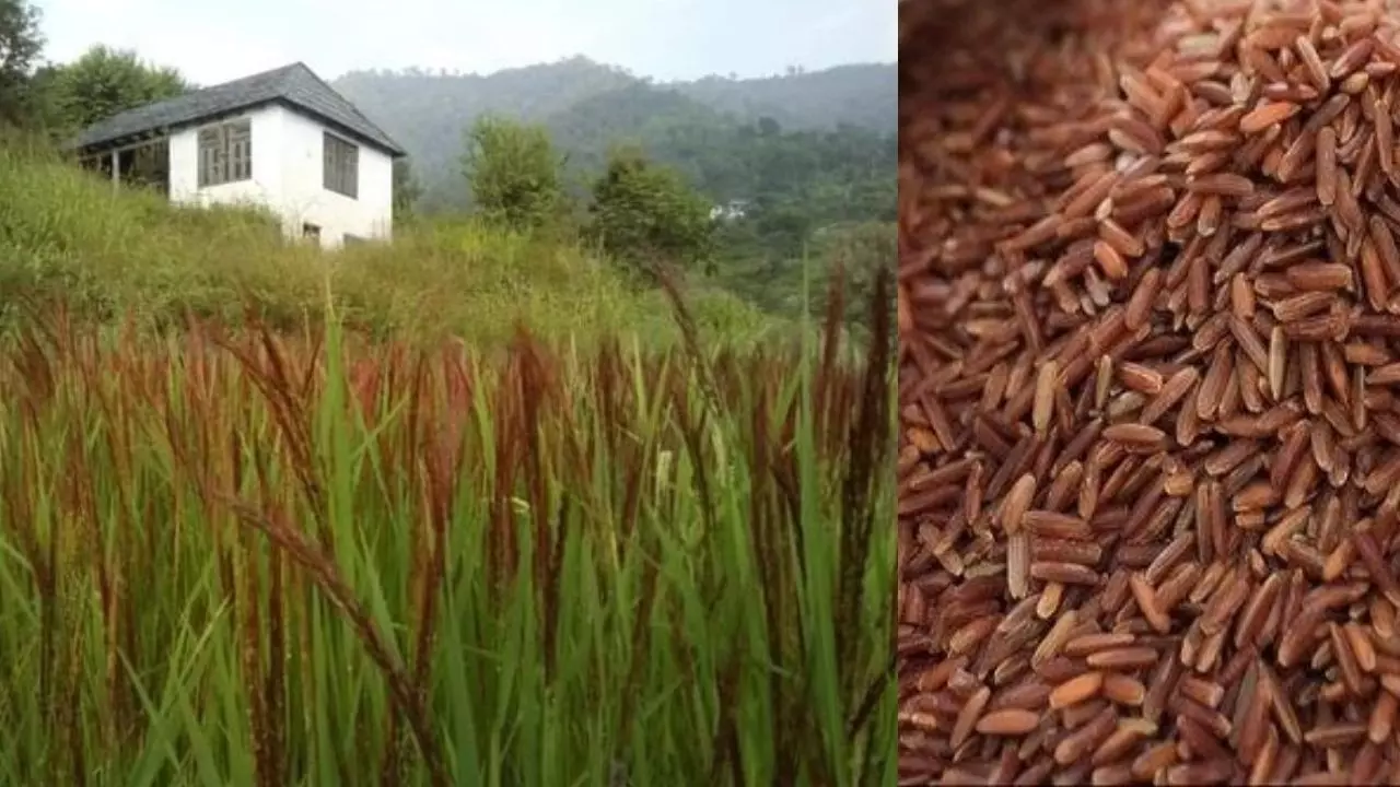 हिमाचल प्रदेश: विलुप्त हो रही लाल चावल की किस्म को बचाने की पहल