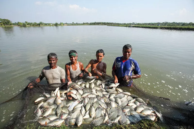 उत्तर प्रदेश: मछली पालन का व्यवसाय शुरु करने वालों के लिए बढ़िया   मौका, 31 दिसम्बर से पहले करें आवेदन