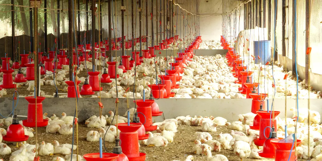 bird flu india, bird flu, bird flu outbreak, bird flu affect on poultry, bird flu in poultry bird