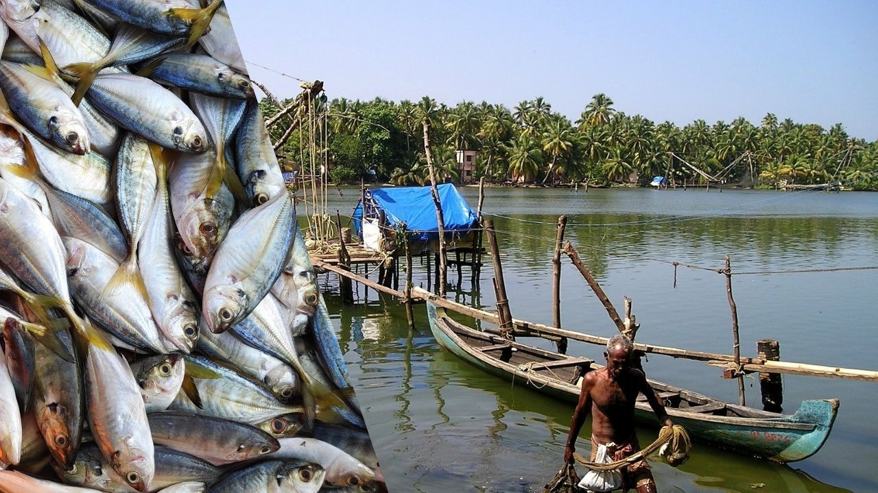 मछली खाना भी हो सकता है खतरनाक, कई राज्यों के मछली तालाबों में मिले खतरनाक  तत्व