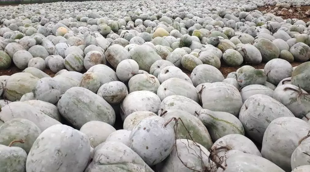 ash gourd season in india