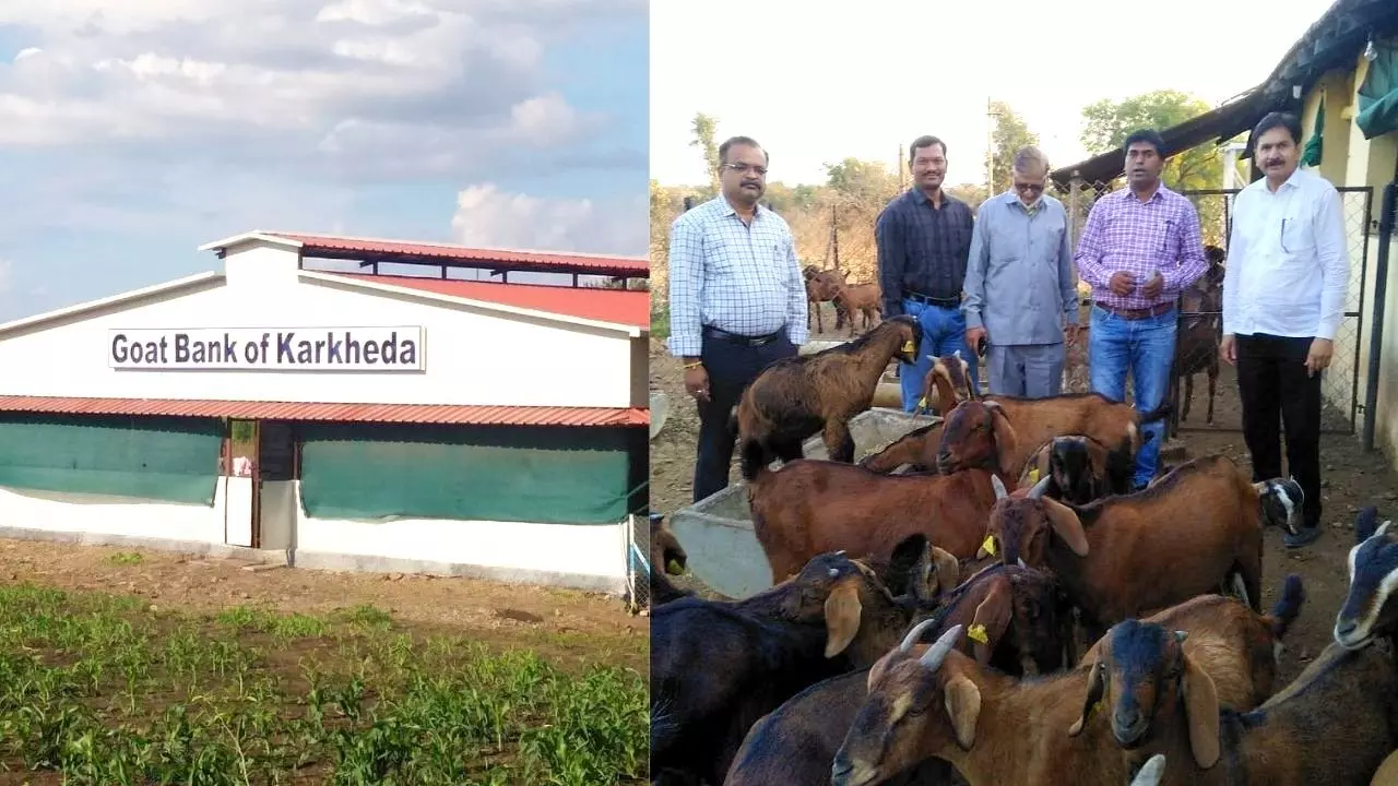 goat bank of karkheda, goat and sheep bank, goat bank, Goat farming loan Apply Online, M.P. Govt schemes for goat farming, , Goat farming subsidy in up, How can I get a loan for goat farming, How much subsidy do you get for goat farming, How much does it cost to farm goats, How much money does a goat farmer make,