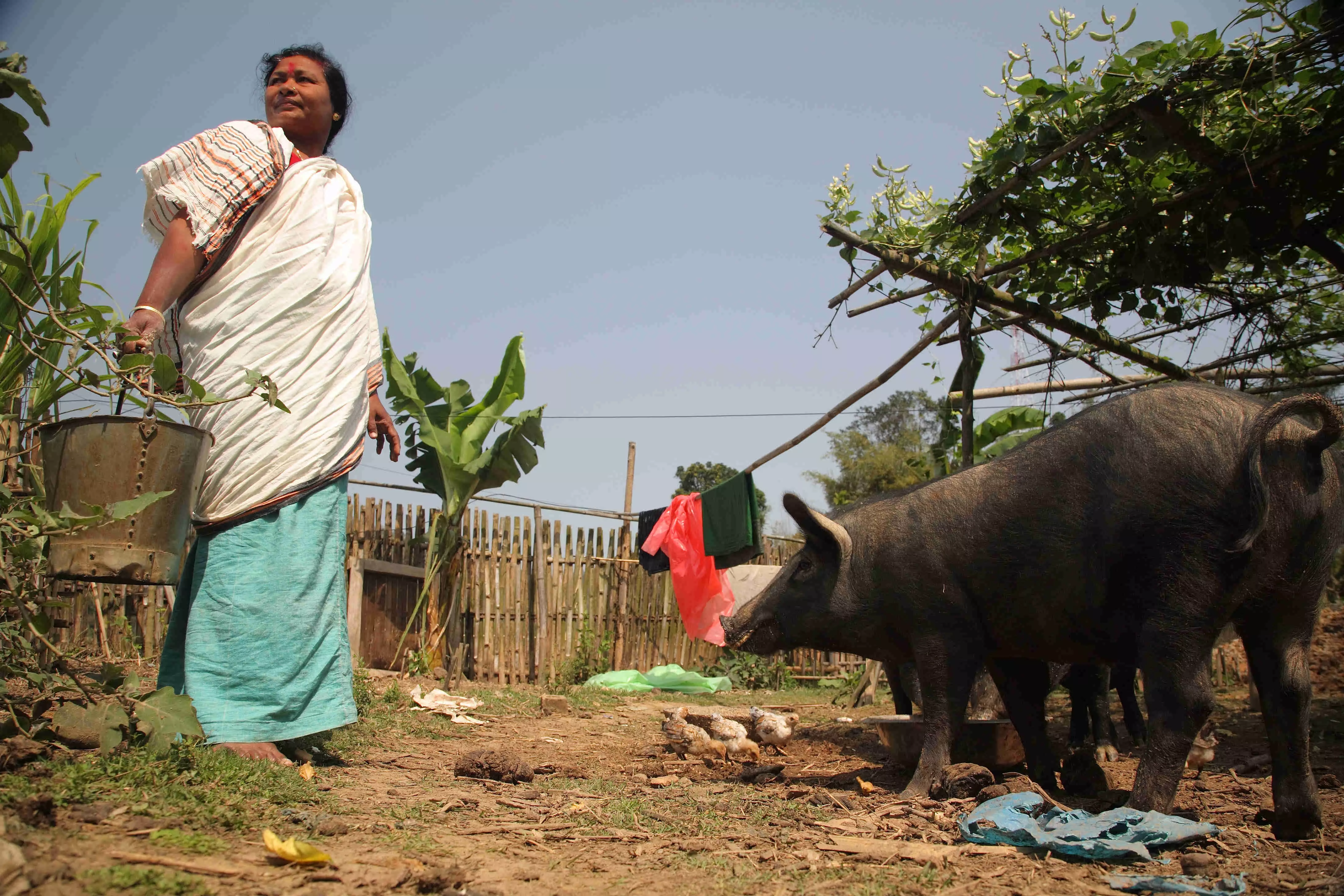 अफ्रीकन स्वाइन फीवर: असम के सुअर फ़ार्म वीरान हुए, 10 लाख सुअरों की मौत का दावा