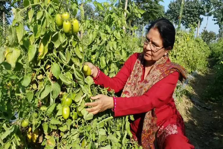 महिला किसान से सीखिए आधुनिक खेती, विदेशों तक भेजती हैं टमाटर