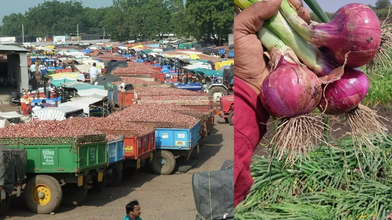 महाराष्ट्र:  पिछले 15 दिनों में लगभग आधी हुई प्याज की कीमतें, ओले की मार खाए किसानों की लागत तक निकालनी मुश्किल