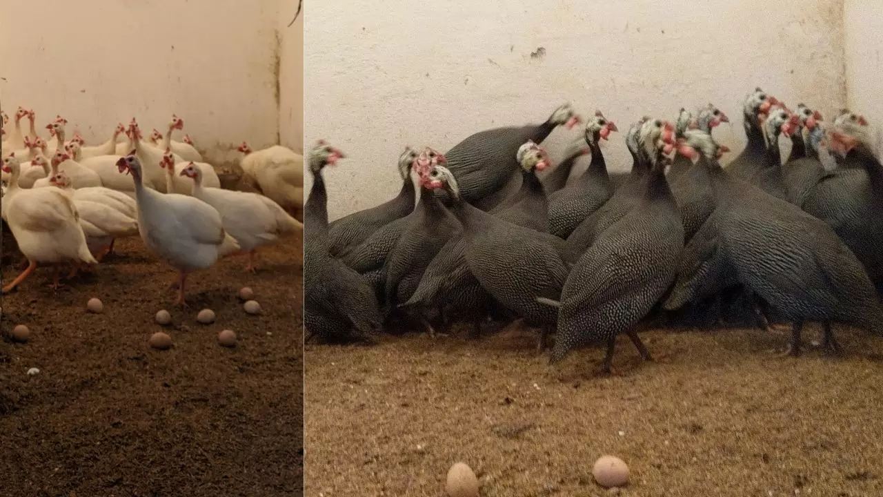 वैज्ञानिकों ने विकसित की गिनी फाउल से ज्यादा अंडा उत्पादन की नई तकनीक