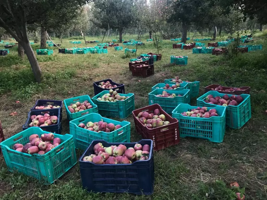 जम्मू-कश्मीर और हिमाचल प्रदेश के किसानों को ईरानी सेब से परेशानी क्या है?
