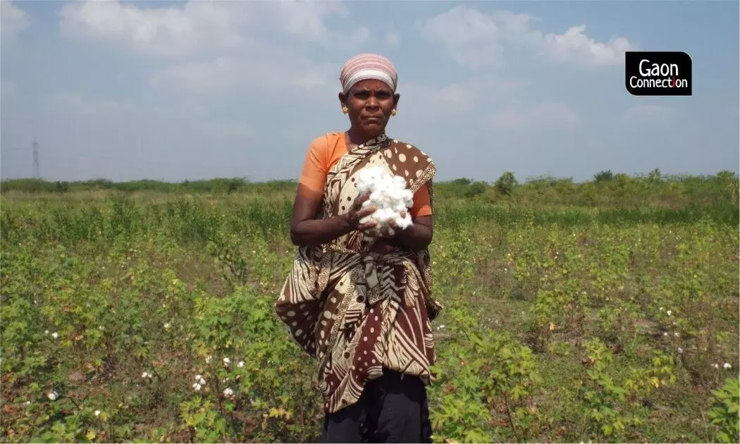ऐतिहासिक देसी कपास को वापस ला रहे हैं तमिलनाडु के किसान