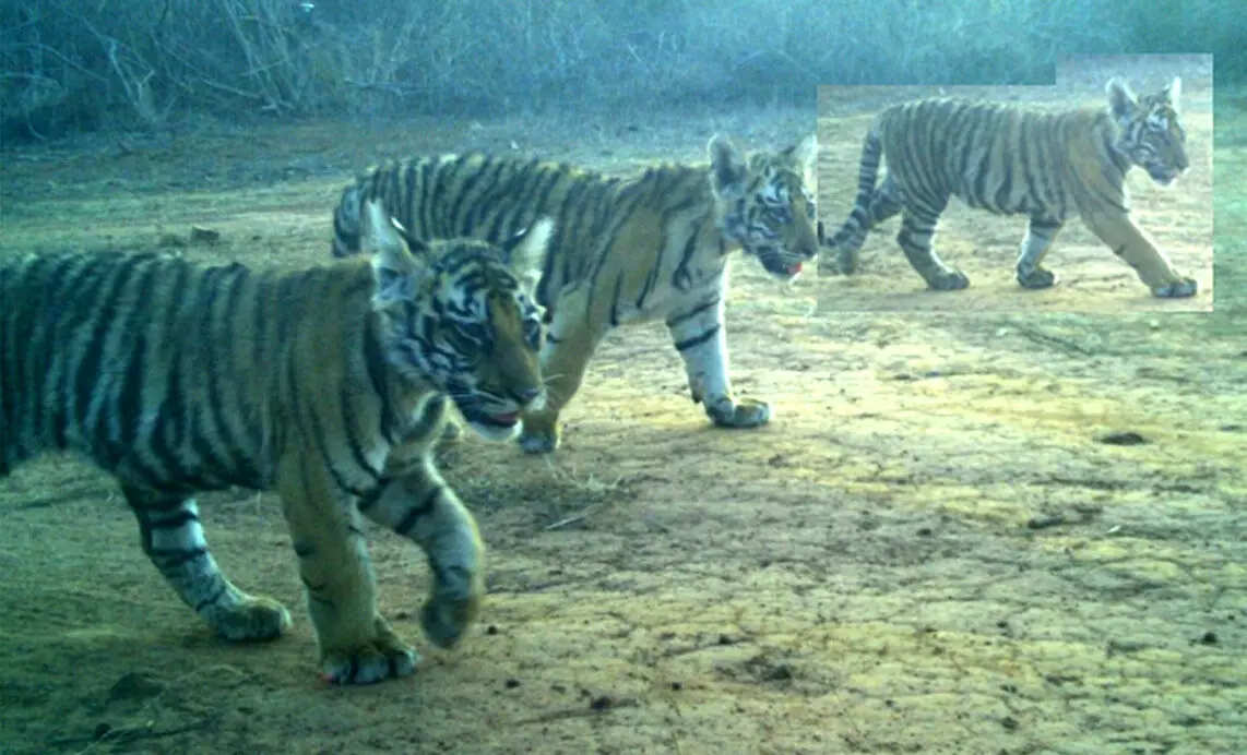 पन्ना टाइगर रिजर्व: मृत बाघिन के चारों लापता शावक जंगल में अठखेलियां करते नजर आए