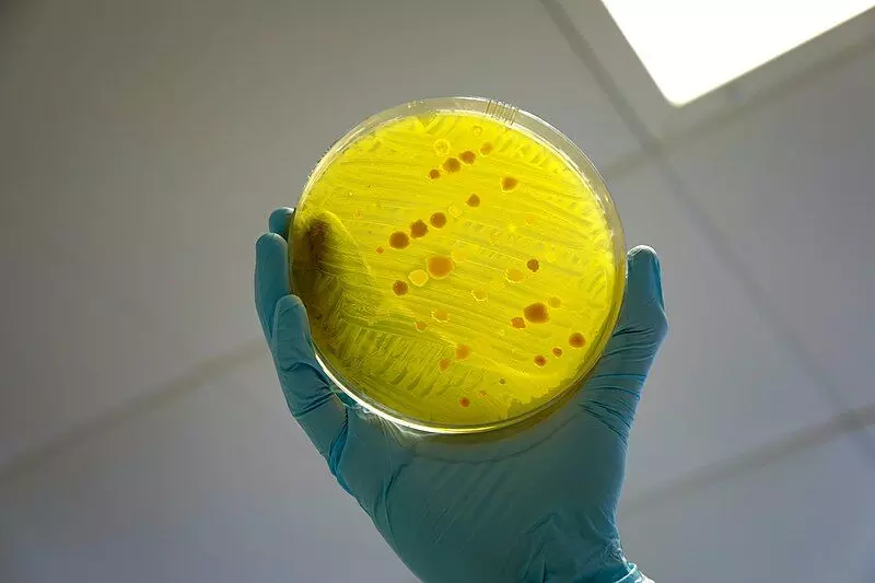 दवाओं के प्रति क्यों बढ़ रही है बैक्टीरिया, वायरस जैसे रोगजनक सूक्ष्मजीवों की प्रतिरोक्षक क्षमता