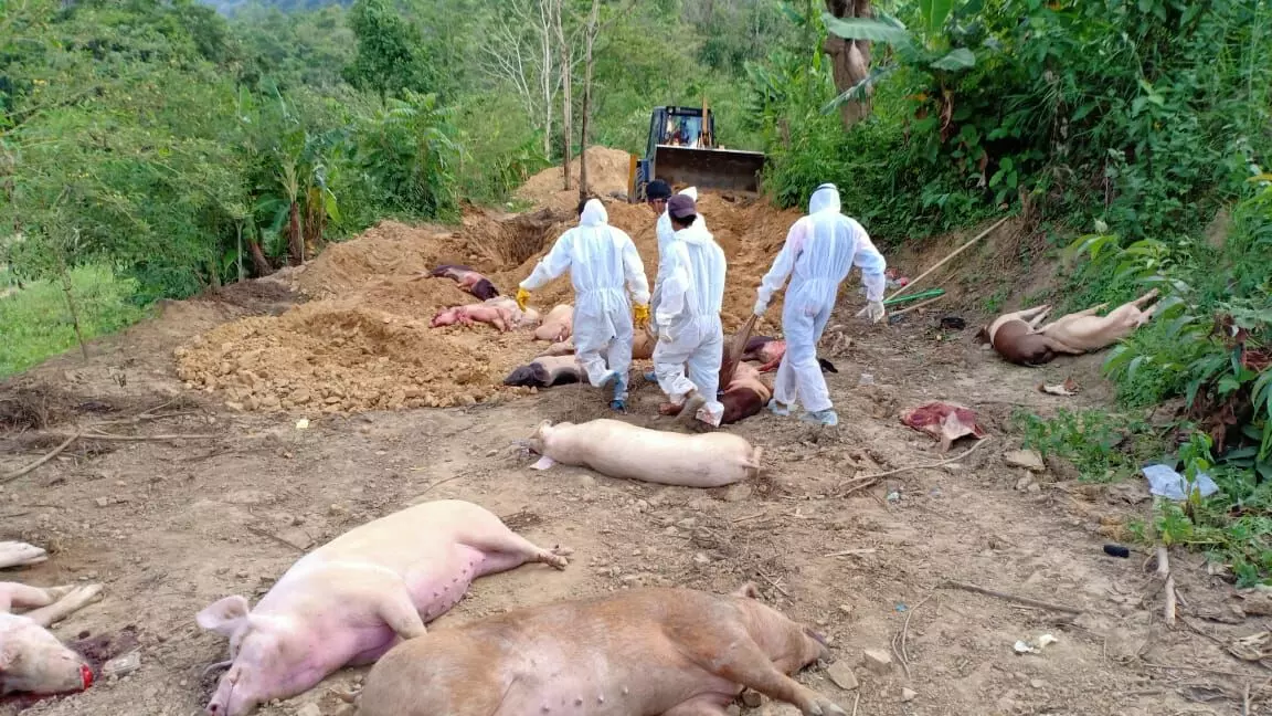 मिजोरम: कोरोना संकट में सुअरों में फैला अफ्रीकन स्वाइन फीवर, अब तक 5000 से ज्यादा सुअरों की मौत