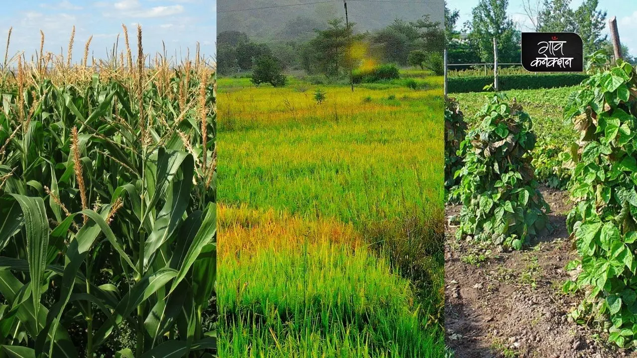 हिमाचल प्रदेश के लिए कृषि सलाह: बढ़िया उत्पादन के लिए अपने क्षेत्र के लिए विकसित किस्मों की करें बुवाई