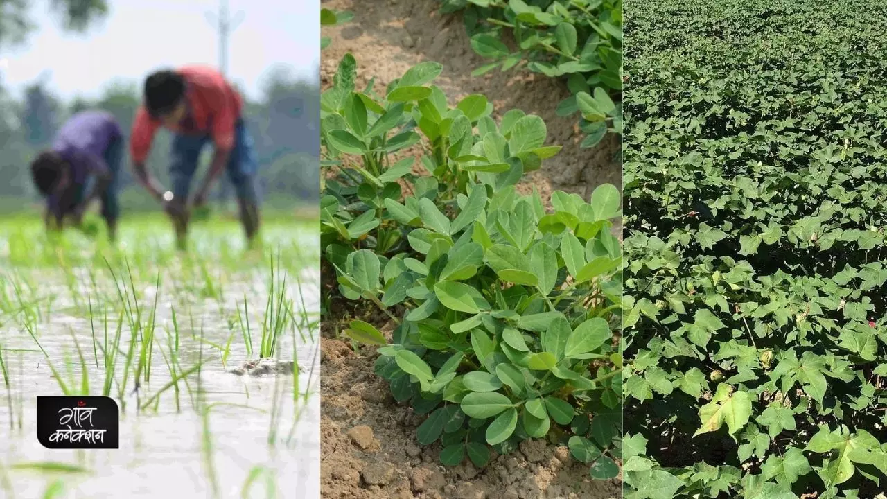 हरियाणा और दिल्ली के लिए कृषि सलाह: अपने क्षेत्र के लिए विकसित उन्नतों किस्मों की करेंगे बुवाई, तभी मिलेगा बढ़िया उत्पादन