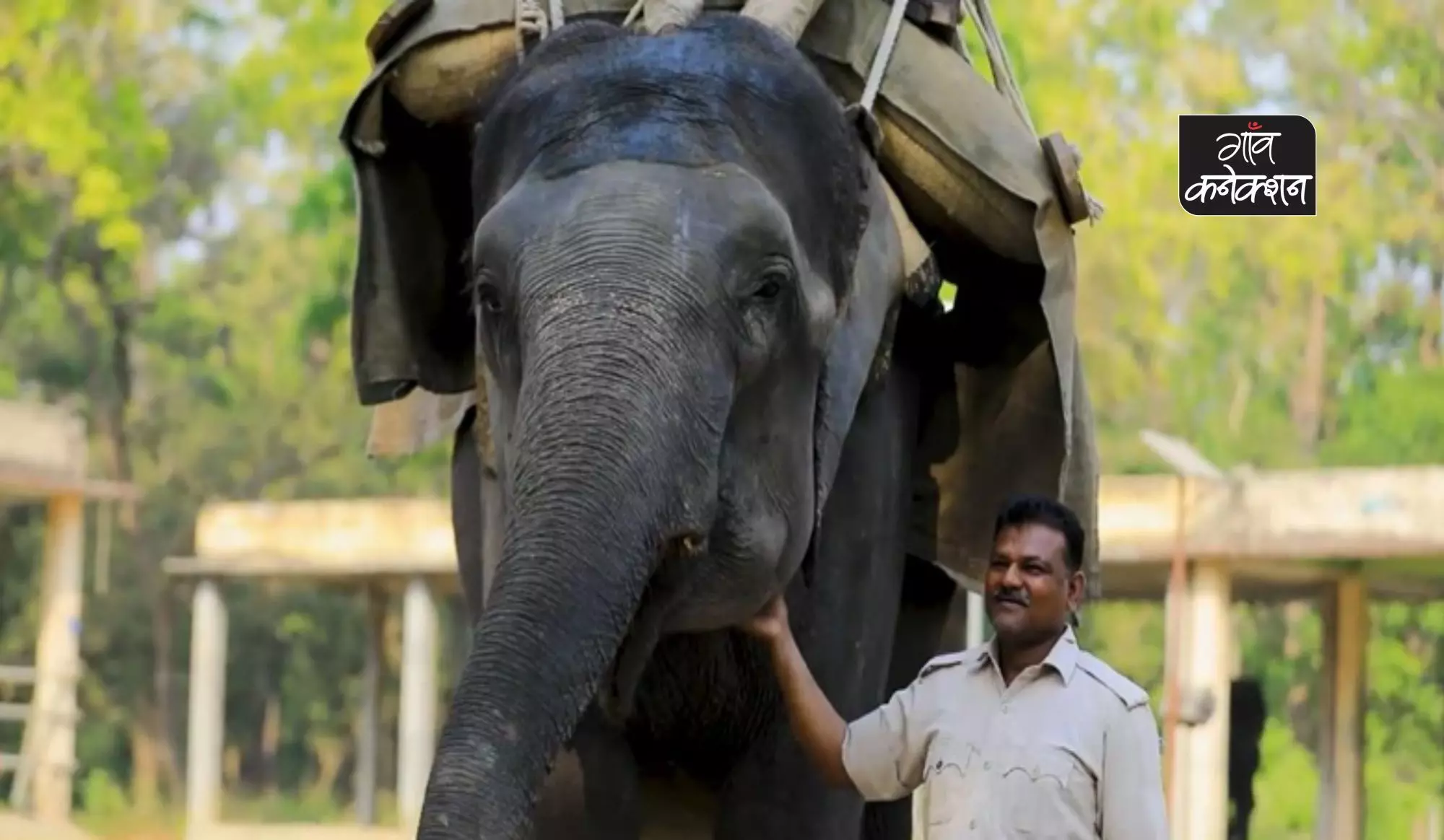सुलोचना और अयूब: हाथी और महावत के बीच प्यार का अटूट बंधन