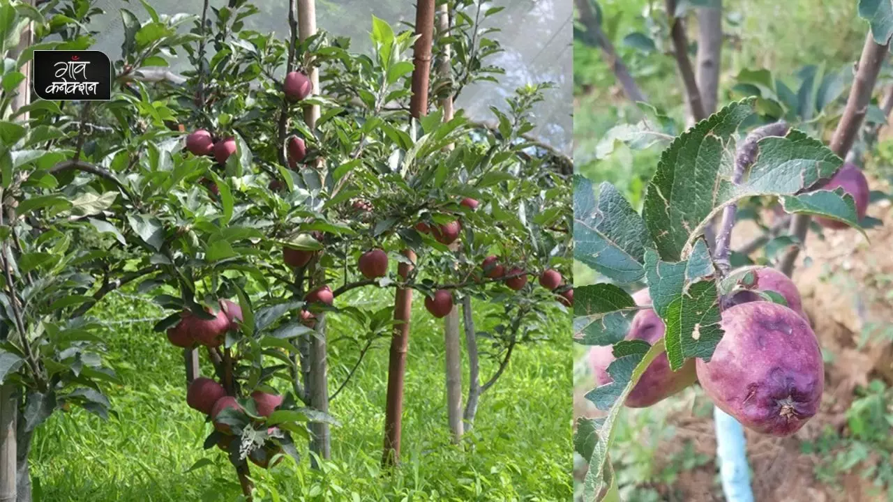 हिमाचल प्रदेश: कहीं आपके सेब के बाग में तो नहीं लग रही हैं यह बीमारियां, समय रहते करें प्रबंधन