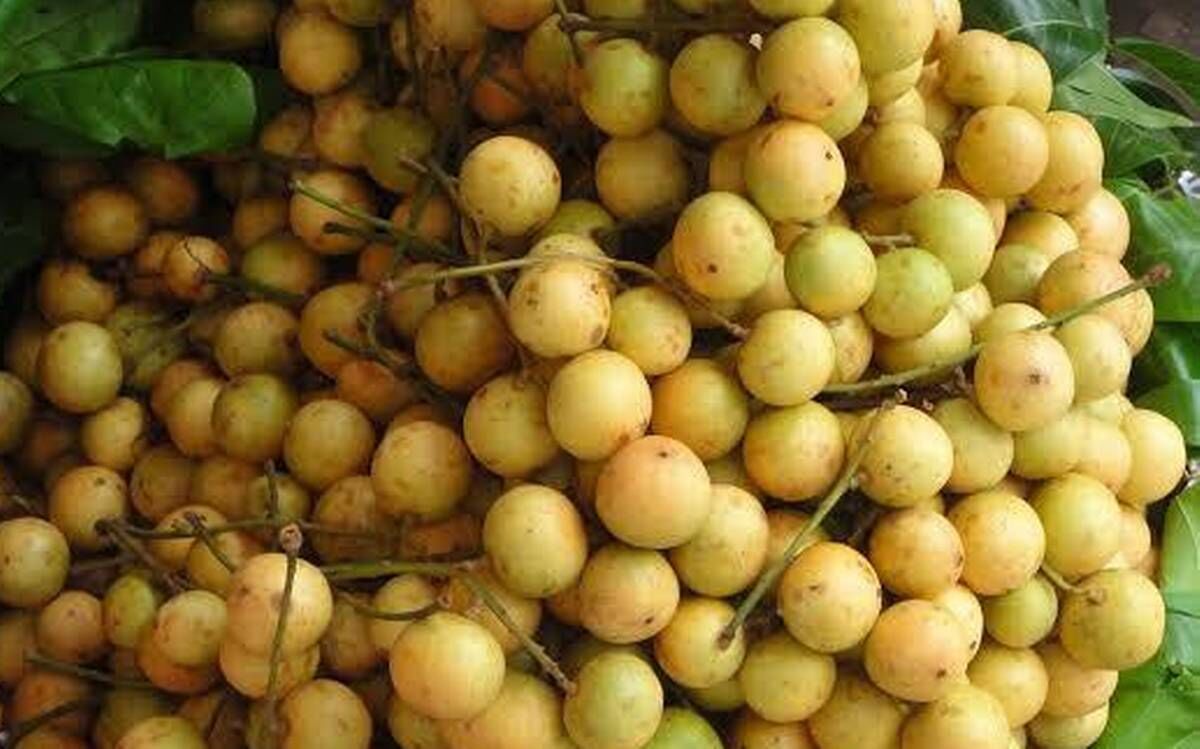 आम, लीची, जामुन, ड्रैगन फ्रूट के बाद अंगूर का हुआ निर्यात, दुबई पहुंची बर्मी अंगूर की पहली खेफ