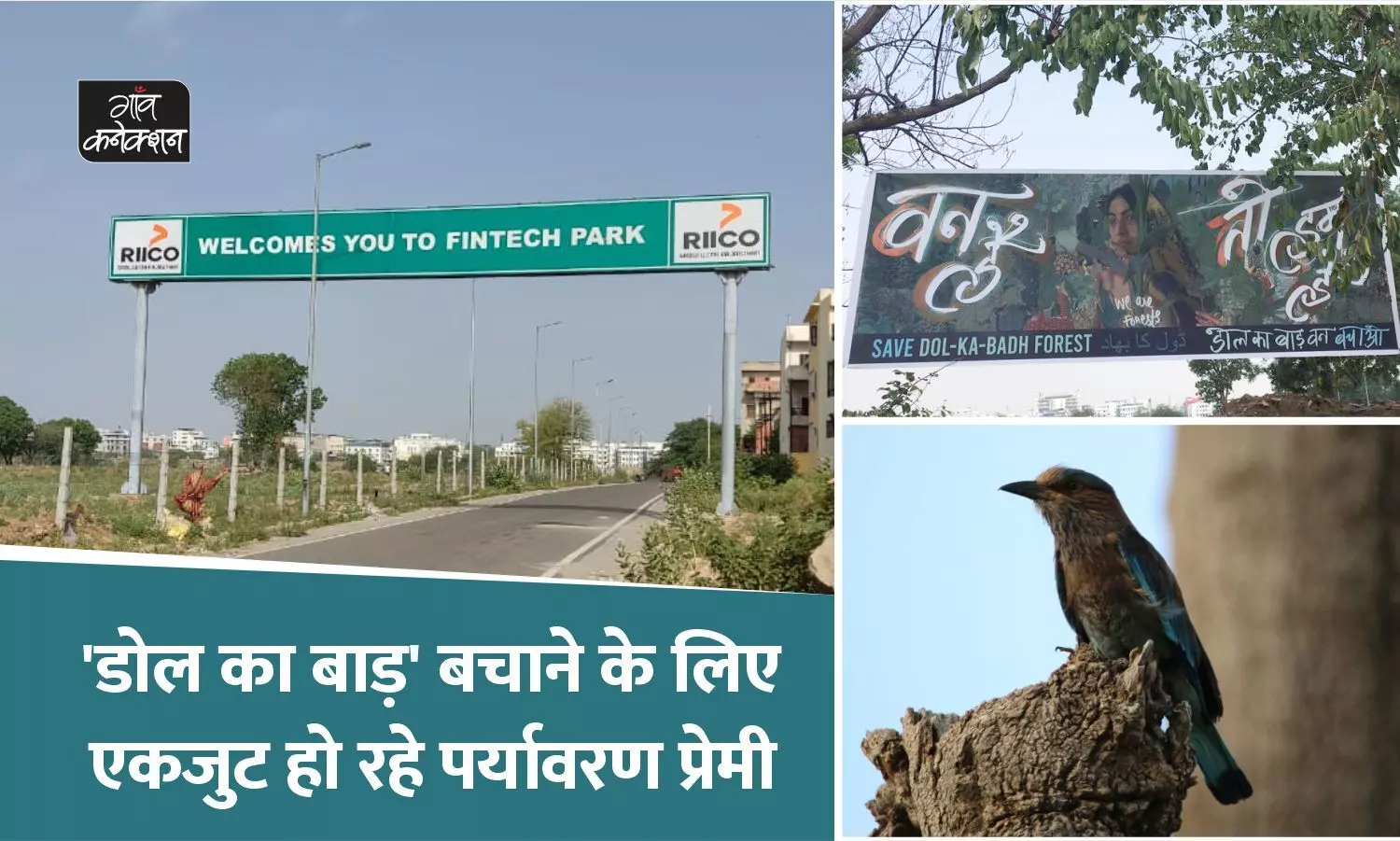 डोल का बाड़: जयपुर में 40 हेक्टेयर में फैले वन क्षेत्र को उजाड़ कर बनेगा फिनटेक पार्क, विरोध में उतरे पर्यावरण प्रेमी