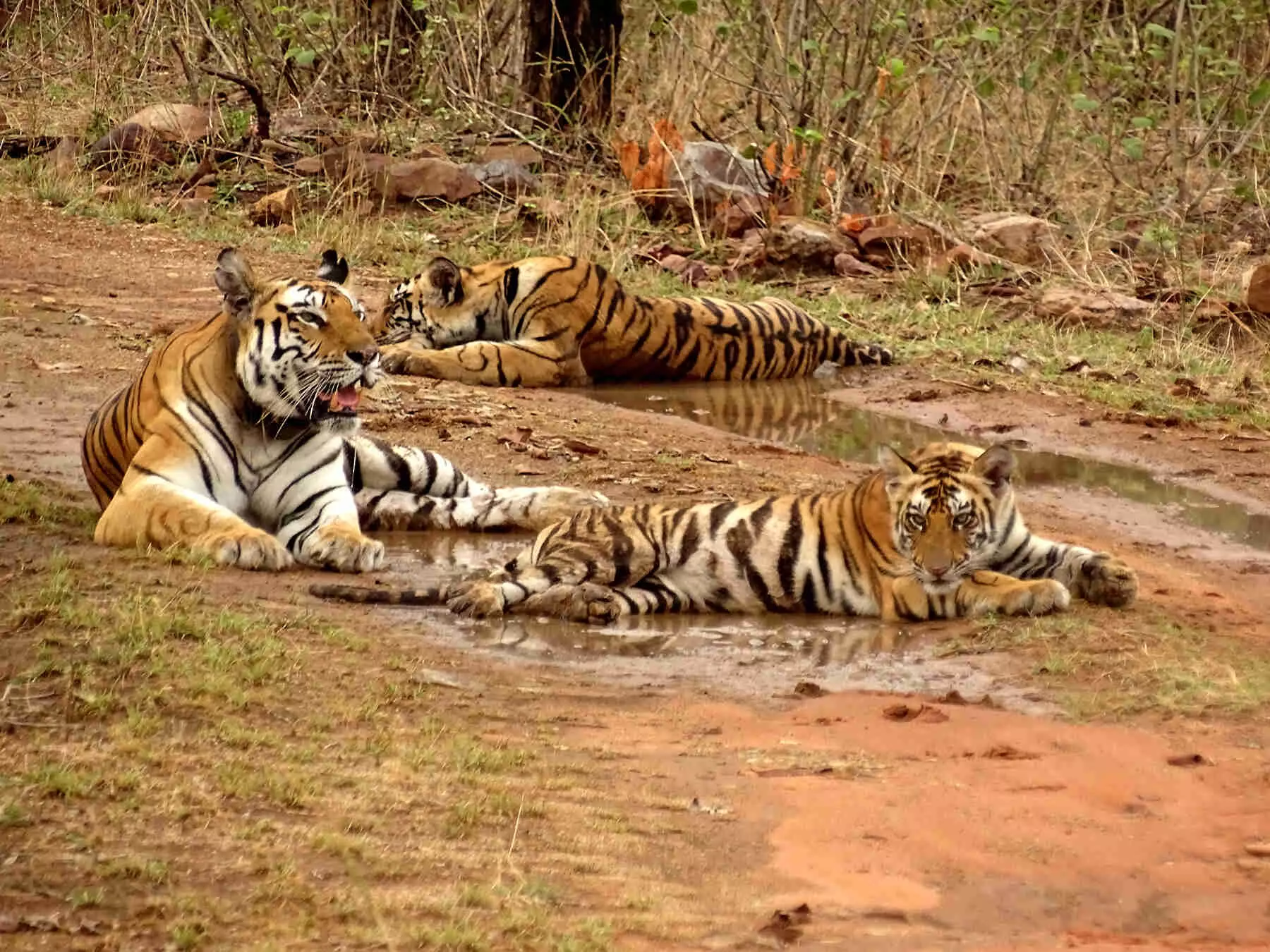 मध्य प्रदेश के पन्ना टाइगर रिजर्व में तेजी से बढ़ रहा बाघों का कुनबा