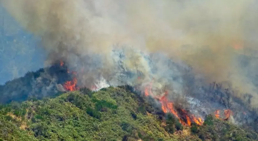 कोविड-19 के जोखिम को बढ़ा सकता है जंगल की आग से निकला धुआं: अध्ययन