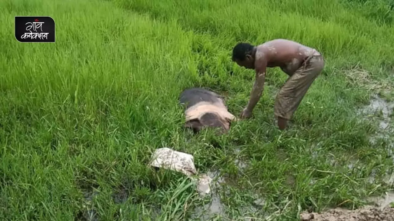 अफ्रीकन स्वाइन फीवर: पिछली बार के नुकसान से उबर रहे असम के सुअर पालकों को एक बार फिर उठाना पड़ सकता है नुकसान