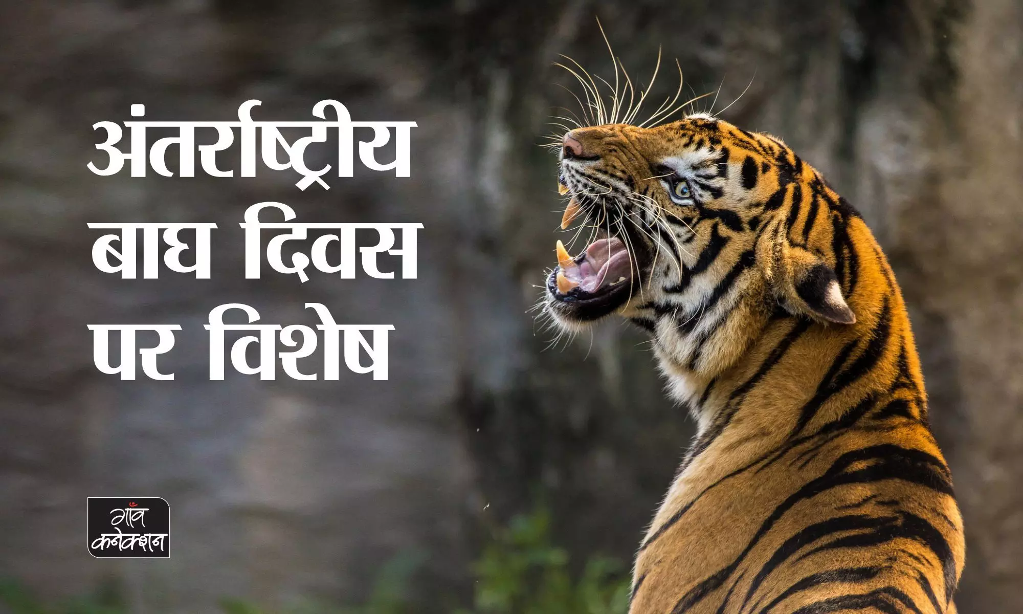 अंतर्राष्ट्रीय बाघ दिवस पर विशेष: जंगल में बिना मां के ढाई माह से जीवित बाघ शावक खुद ही सीख रहे शिकार का हुनर