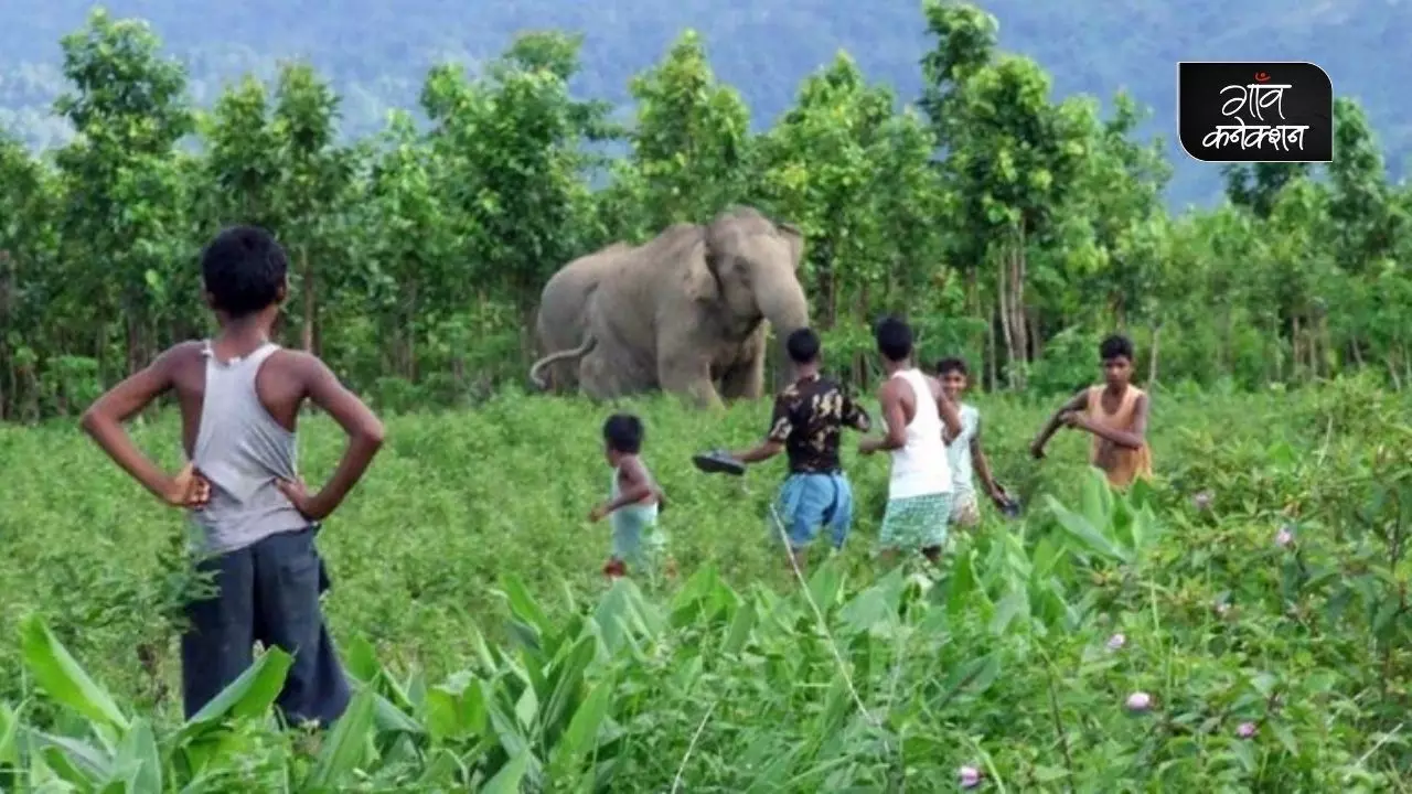 इंसान और हाथियों के संघर्ष को रोकने के लिए छत्तीसगढ़ वन विभाग जंगली हाथियों को खिलाएगा धान