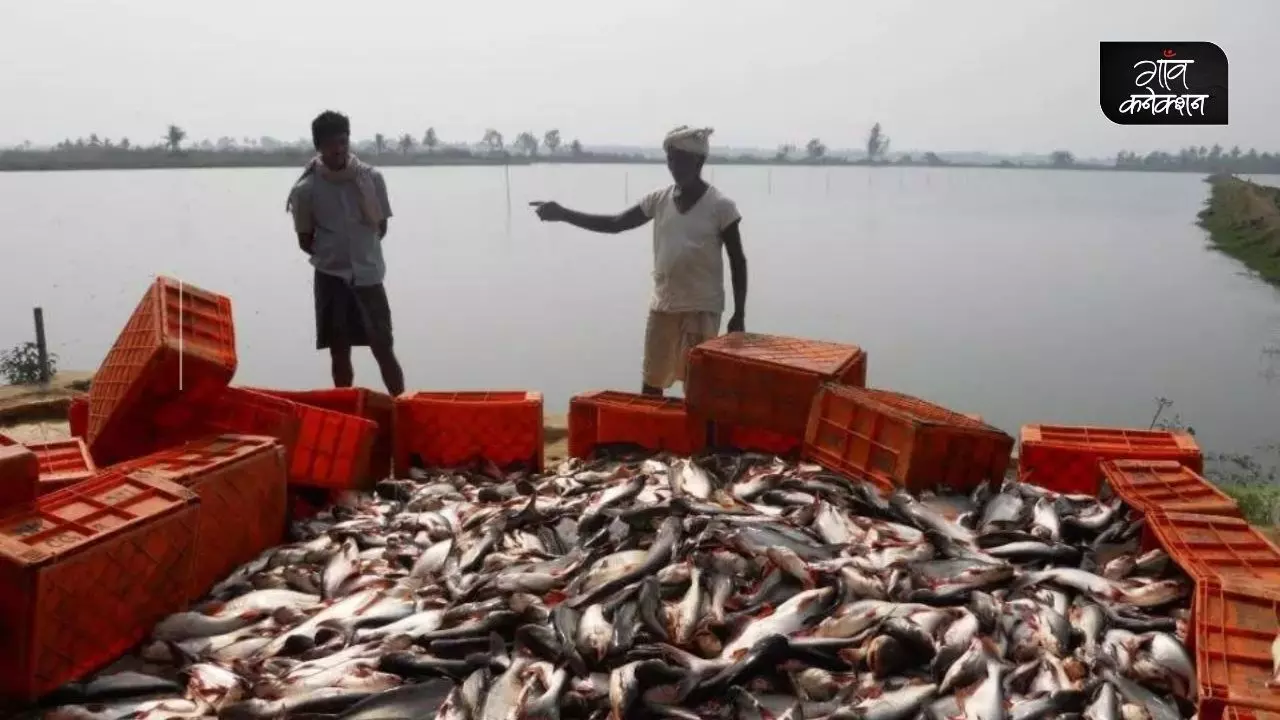 बिहार: मछलियों का दाना बनाने में हो रहा लीची की गुठलियों का इस्तेमाल, 25% तक कम हो जाएगी फीड की लागत
