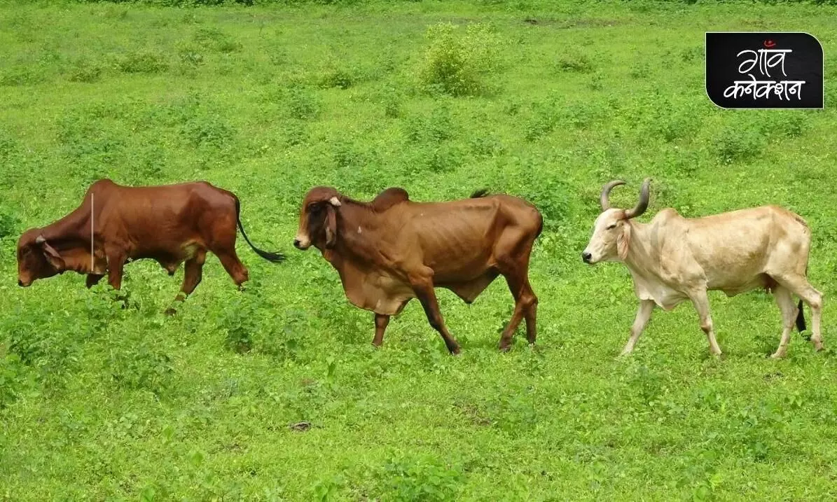 देशी गायों के संरक्षण और नस्ल सुधार में मदद करेगी इंडिगऊ चिप
