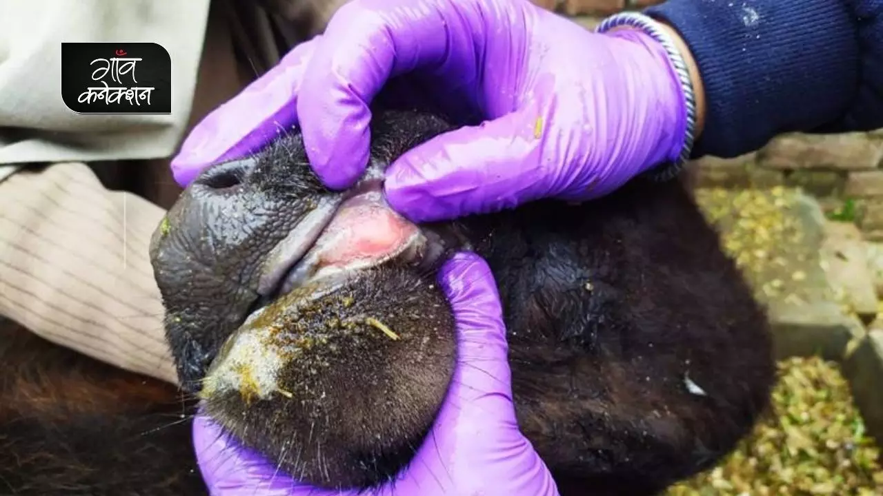 एक साल से खुरपका और मुंहपका का टीका न लगने से यूपी में हो रही दुधारू पशुओं की मौत