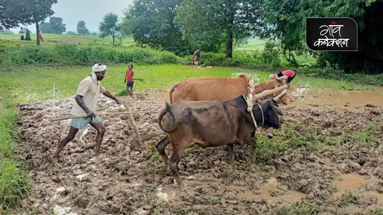 कर्ज और बदहाली की जिंदगी जी रहे विंध्य क्षेत्र के तिहैया किसान