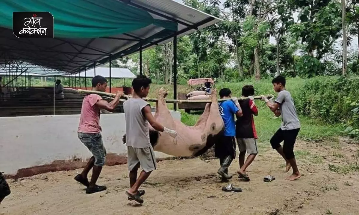 एक बार फिर असम में सुअर पालकों को बर्बाद कर रहा अफ्रीकन स्वाइन फीवर