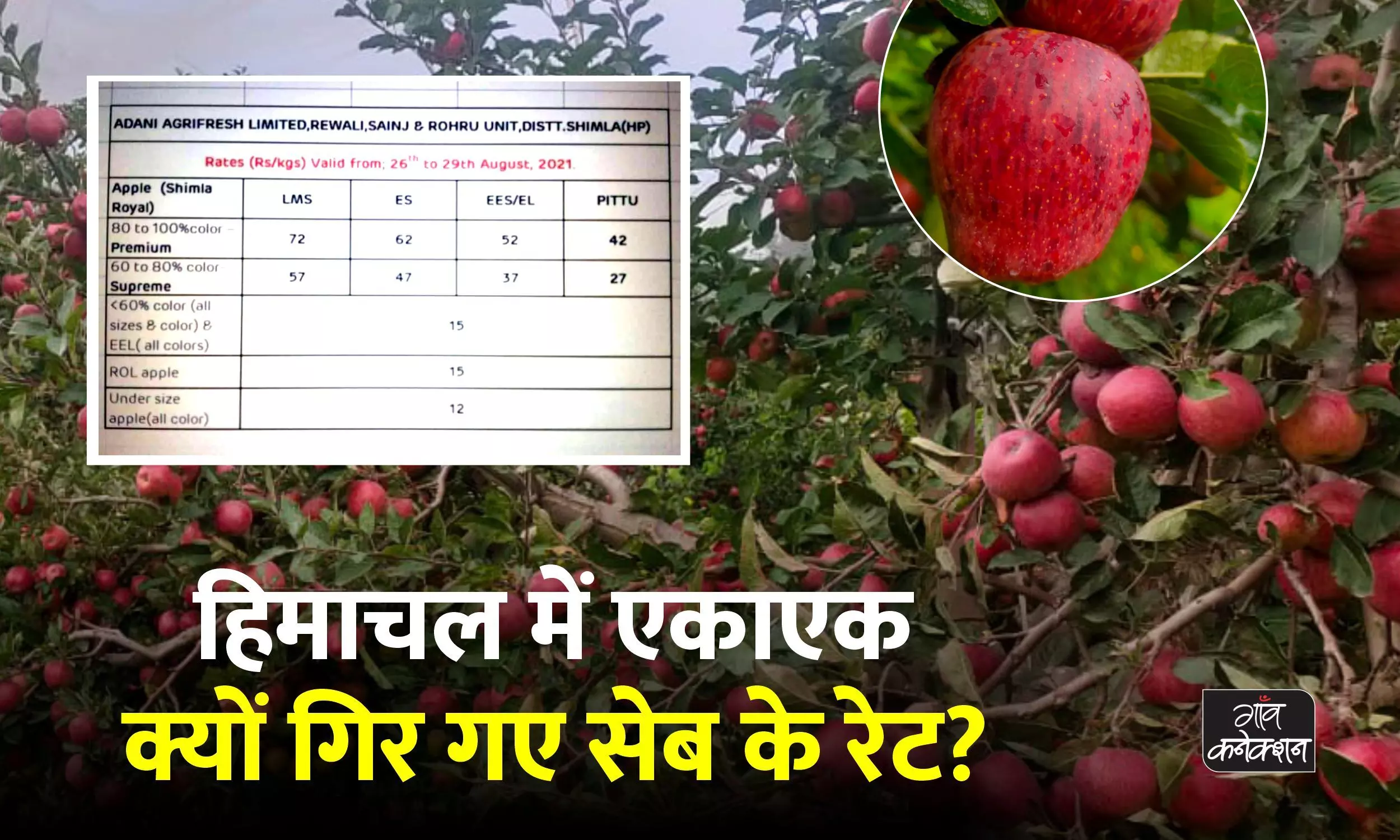 हिमाचल प्रदेश: अदानी ने 16 रुपए किलो घटाए सेब के दाम तो थोक मंडी में गिरे रेट, किसान परेशान