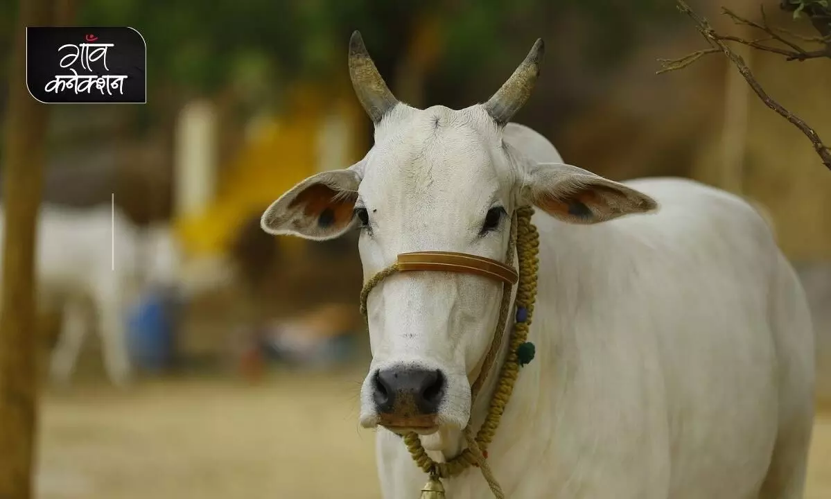 क्या गाय को राष्ट्रीय पशु घोषित करना चाहिए?