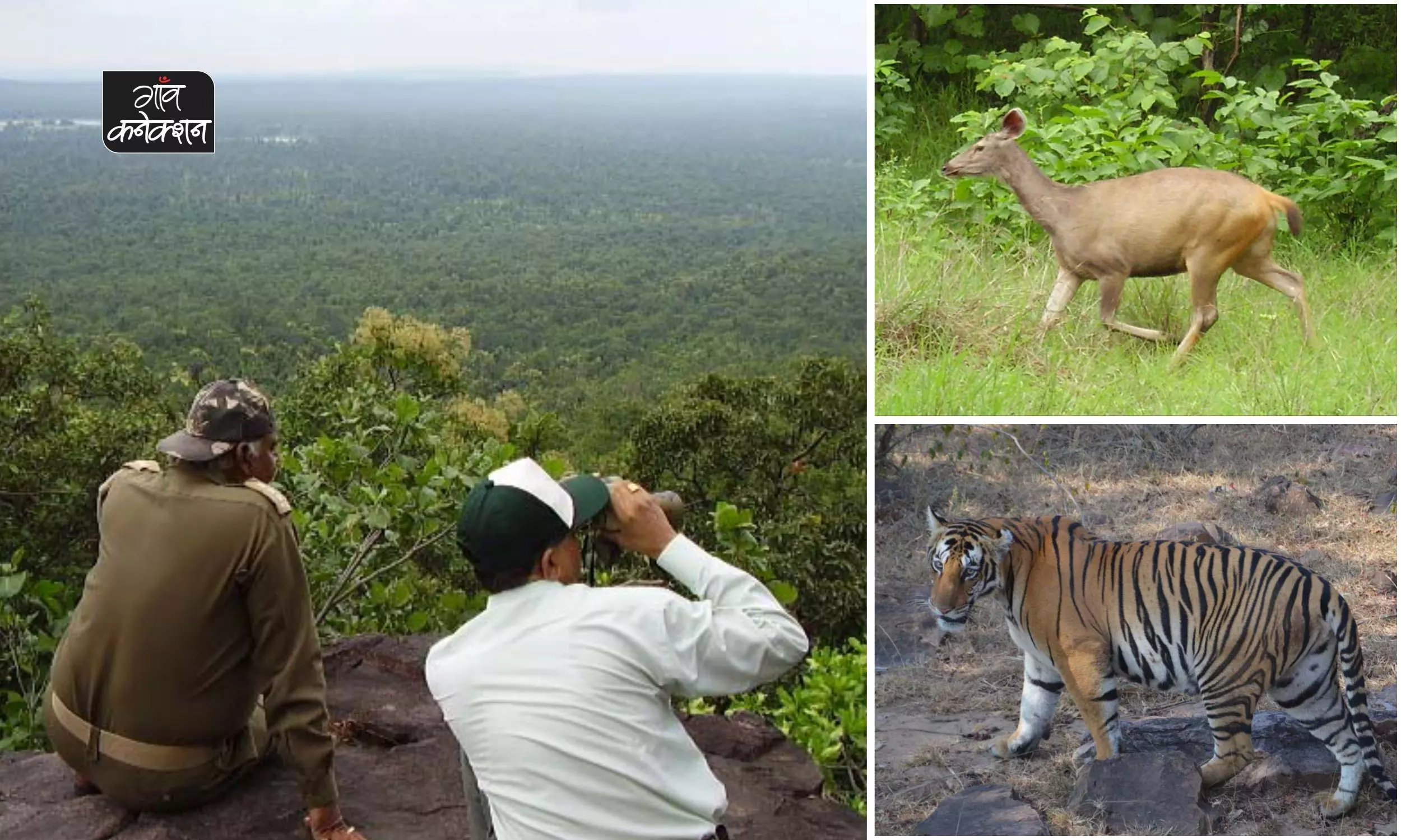 मध्य प्रदेश में बनेगा नया वन्यजीव अभ्यारण्य, प्रकृति प्रेमी खुश, बाघों   को मिलेगा नया ठिकाना