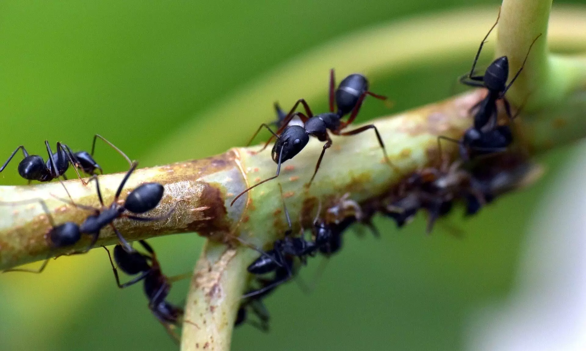 वैज्ञानिकों ने किया चींटी के फौलादी दांतों के पीछे छिपे रहस्य का खुलासा