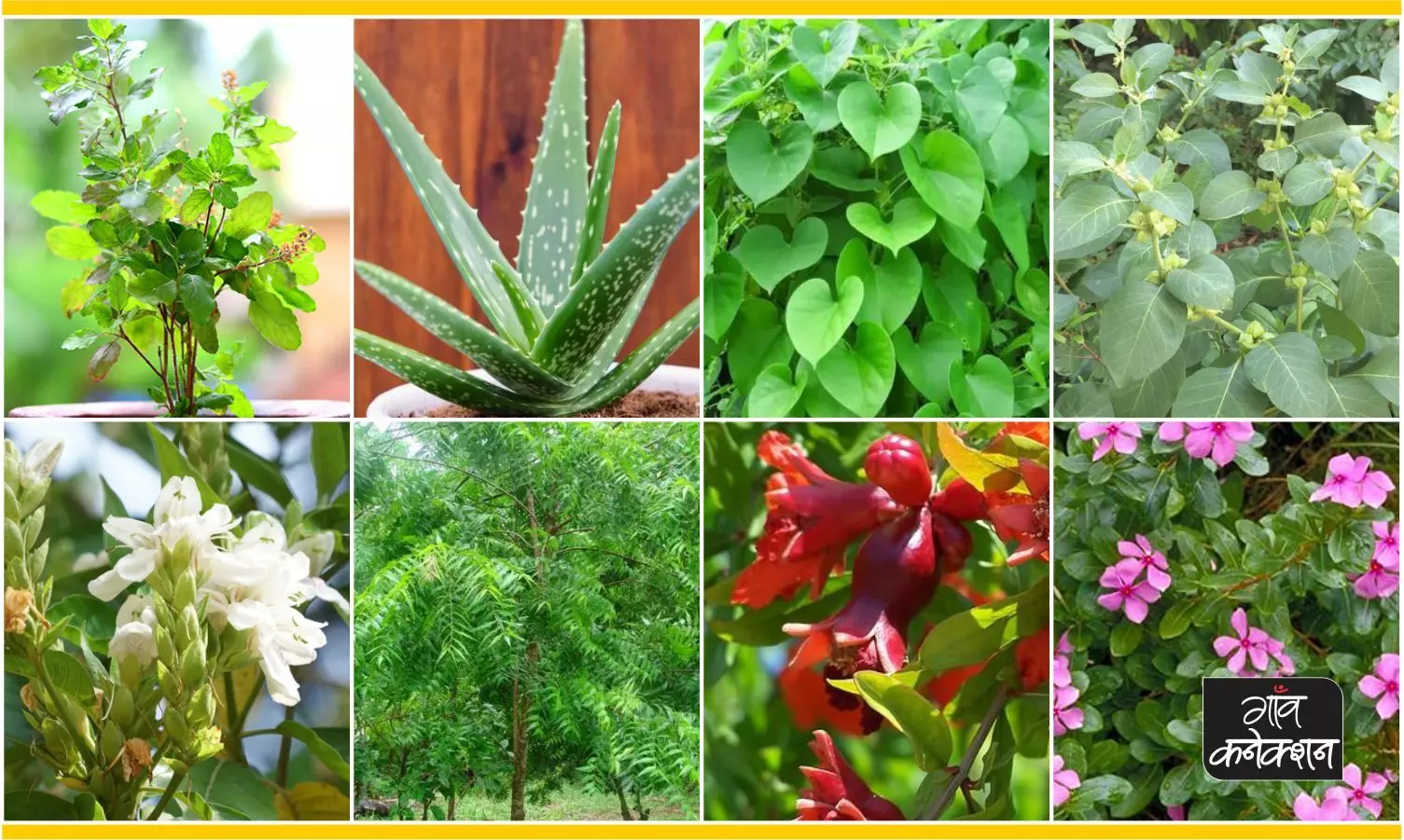कोरोना काल में अपने घर पर लगाए आरोग्य वाटिका, ये 15 पौधे सेहतमंद रखने में होंगे मददगार